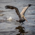 Birdwatching on Amelia Island: The Best Spots to See and Do