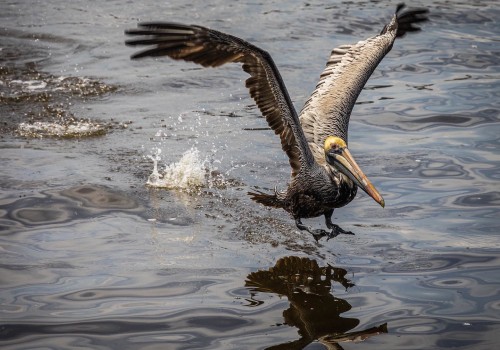 Birdwatching on Amelia Island: The Best Spots to See and Do